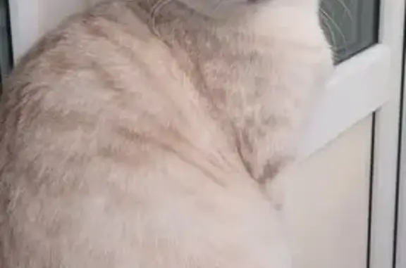 Кошки потеряшки, Ангарский городской округ, фото: Потеряшка кошка в Ангарске, СНТ Цементник