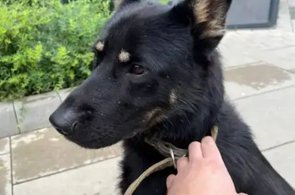 Собака найдена: Мичуринский пр., 54 к4