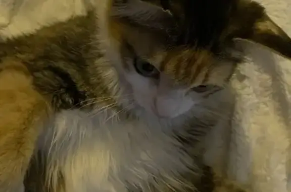 Пропала кошка, Саяногорск, ул. Короткий хвост 59