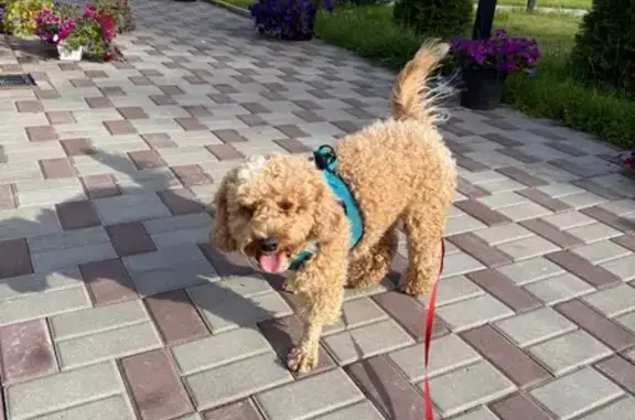 Найдена собака, Вырица, фото: Собака найдена: Баркановская ул, 54, Вырица