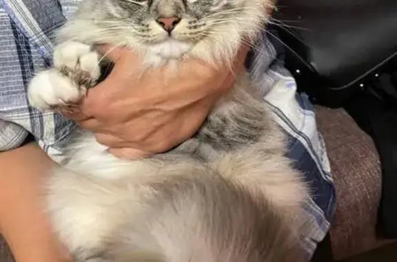 Найдена кошка, Красноярск, фото: Кошка найдена: Ладо Кецховели 65Б