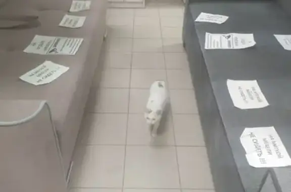 Кошка найдена на Чернышевского, 103, Вологда