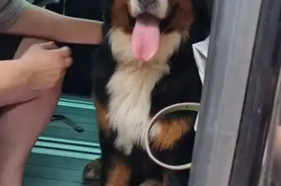 Собака найдена у д. Клетино, Рязань.