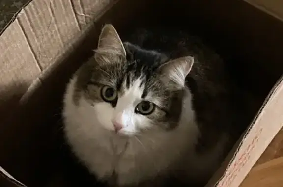 Пропала кошка, Песчаный пер., 6/22, В.В.