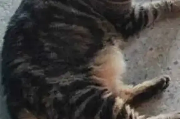 Найдена кошка на Александрова, 41, Волжский