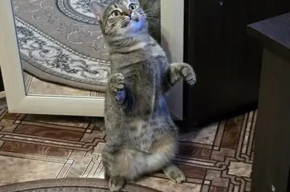 Потерянные животные Пермь, фото: Пропала кошка, Пермь, б-р Гагарина, 30А