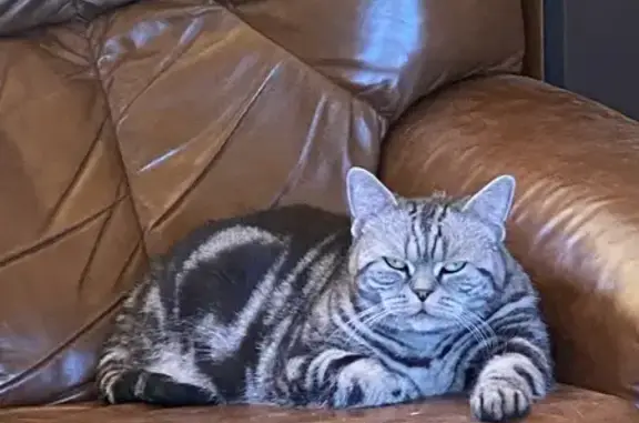 Кошки потеряшки, Ленинградская область, фото: Потеряшка кошка в Куйвозовском поселении