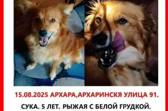 Пропала собака, Архаринская 91, Архара