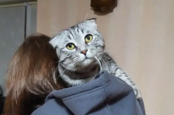 Кошки потеряшки, Йошкар-Ола, фото: Потеряшка кошка на Садовой, 9 в Йошкар-Оле