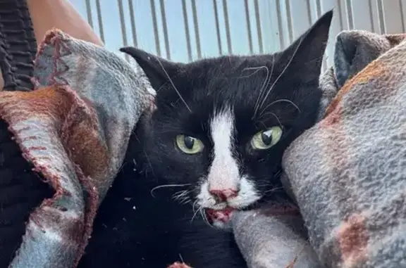 Кошка найдена: Полиграфическая 16, Энгельс