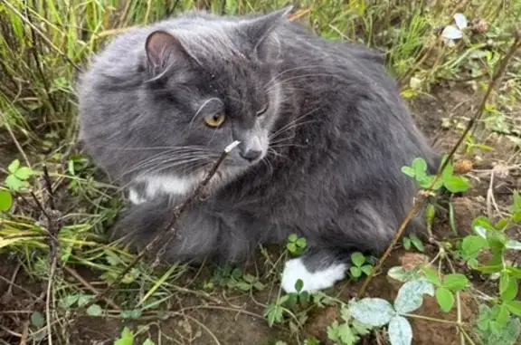 Найдена кошка, Московская область, фото: Найдена кошка, МО, белая грудка, желтые глаза