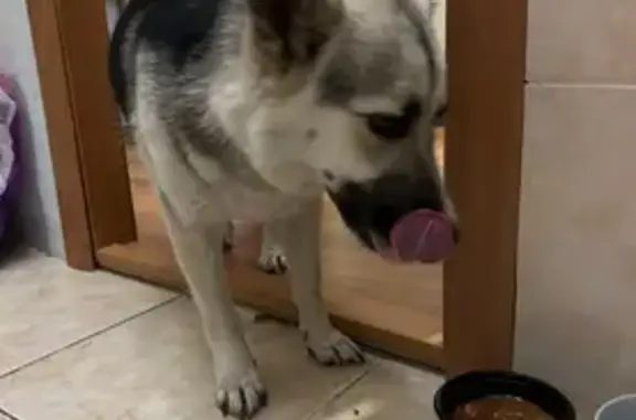 Найдена собака, Августовская ул., Пермь