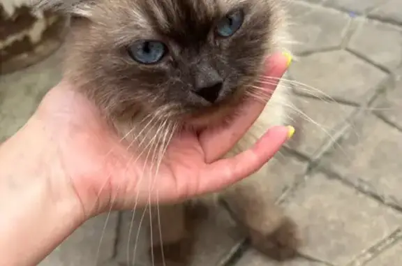 Кошка найдена: ул. Остроухова, 3, Воронеж