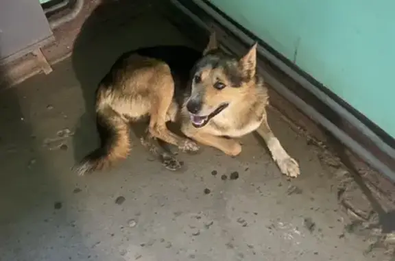 Собака найдена на Суворова, 2, Йошкар-Ола