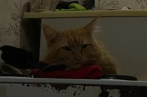 Кошки потеряшки, Ачинск, фото: Потеряшка кошка, Рыжий, Ачинск, 22