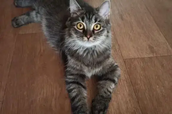 Кошки потеряшки, , фото: Потеряшка кошка, 46К-7060, МО