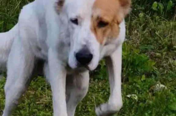 Собака найдена у Мараморочки, Псковская обл. - photo