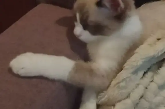 Кошки потеряшки, Красноярск, фото: Потеряшка кошка, ул. Славы, 11, Красноярск