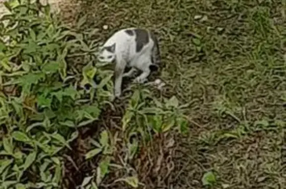 Найдена кошка, , фото: Кошка найдена: Пензенская ул., 7, Пенза