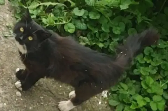 Кошки потеряшки, Елец, фото: Потеряшка кот Сема, ул. Генерала Костенко, 42