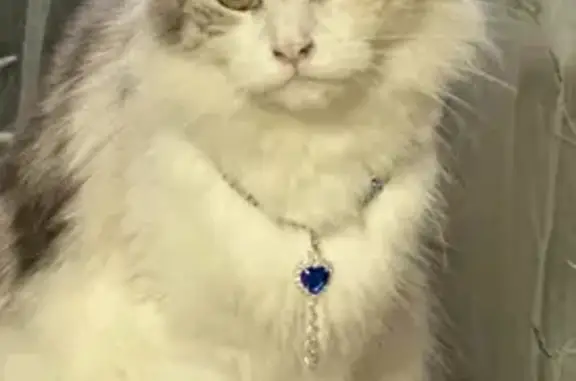 Кошки потеряшки, Великий Новгород, фото: Потеряшка кошка, ул. Рогатица, 29, Новгород