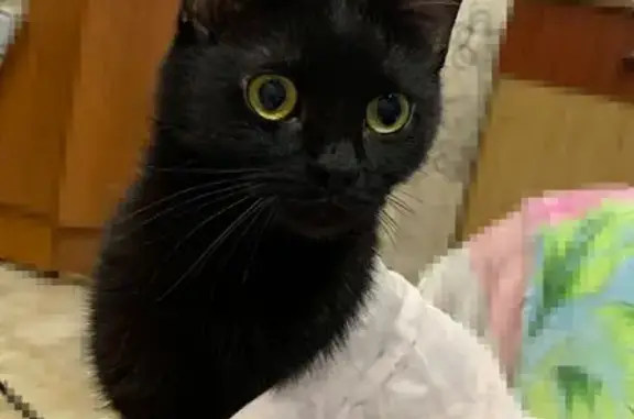 Пропала кошка, Советская 54А, Котлас