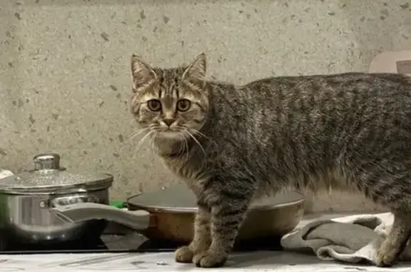 Кошки потеряшки, Барнаул, фото: Потеряшка кошка на Юрина, 202Б, Барнаул