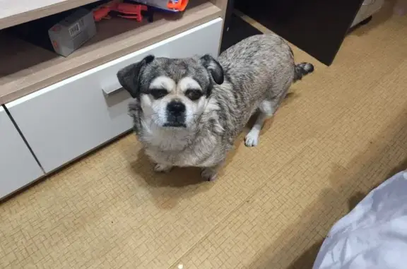 Потерянные животные Краснотурьинск, фото: Пропала собака, ул. Ленинского Комс., 6