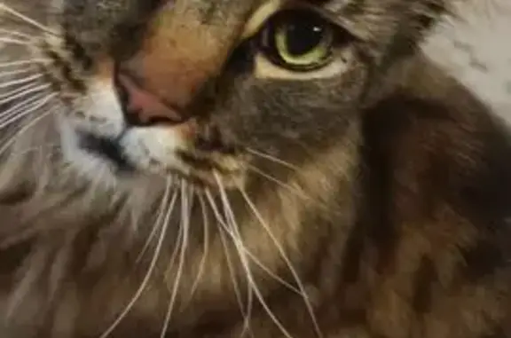 Кошки потеряшки, Рыкань, фото: Потеряшка кошка, Первомайская 43/1, Рыкань