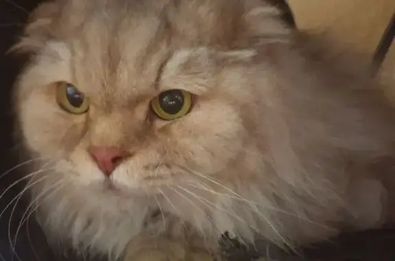 Кошка найдена: Героев Сибиряков, 16, Воронеж