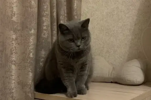 Пропала кошка, Коломна, МО