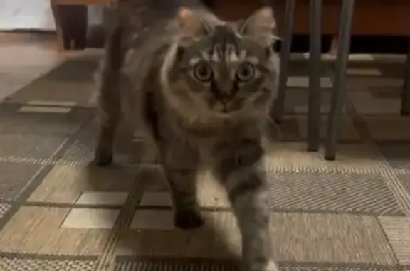 Кошки потеряшки, , фото: Потеряшка кошка, Новосибирская ул., 27В