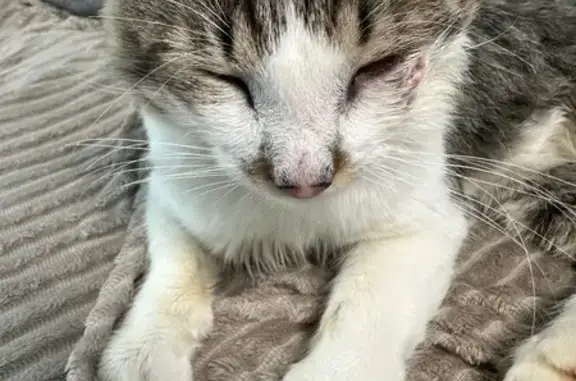 Кошка найдена на ул. Малиновского, Тамбов