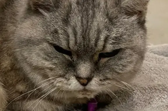 Найдена кошка, Югорский тракт, 18