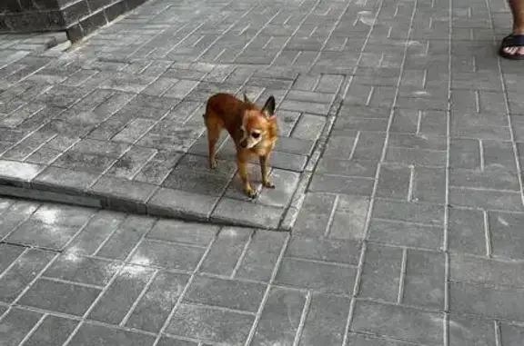 Собаки потеряшки, Липецкая область, фото: Потеряшка собака в Большом Хомутце, Липецк