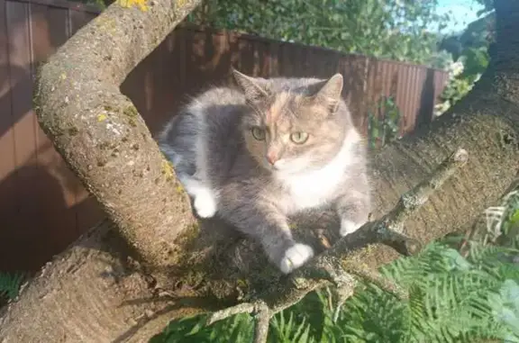 Найдена кошка, Смоленск, фото: Пропала кошка, переулок М. Расковой, 22