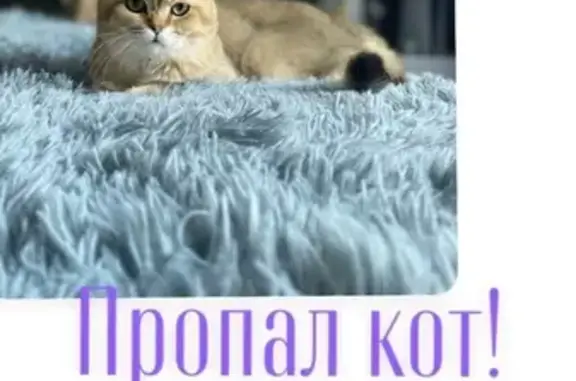 Пропала кошка, Лесозащитная 21, Ростов