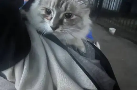 Найдена кошка, Ярославль, фото: Кошка найдена: Ярославль, 5-я Яковлевская, 12