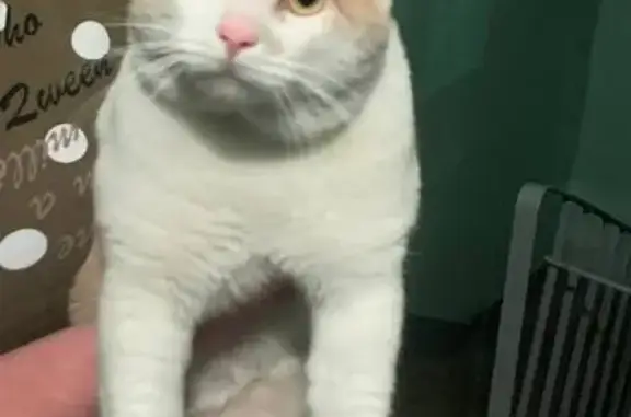 Кошка найдена: ул. Ленина, 42, Красногорск