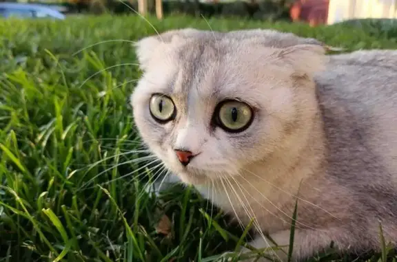 Кошки потеряшки, Ростов-на-Дону, фото: Потеряшка кошка, Нижегородская 31 с2, Ростов