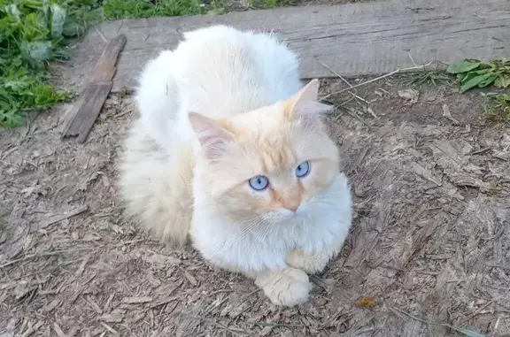 Пропала кошка на Боевая улица, Казань