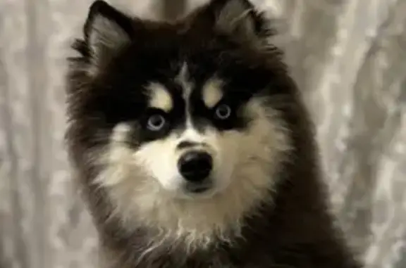 Собаки потеряшки, Некрасовский, фото: Потеряшка собака, Полевая ул., Некрасовский