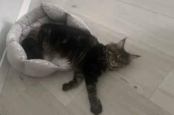 Кошки потеряшки, Брянск, фото: Потеряшка кошка, Минский пер., 12, Брянск