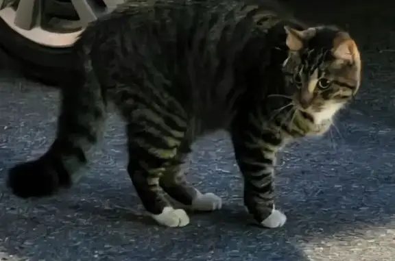 Кошка найдена у детсада, Петровский бул.