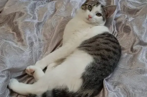 Кошка найдена: ул. Кадыкова, Чебоксары