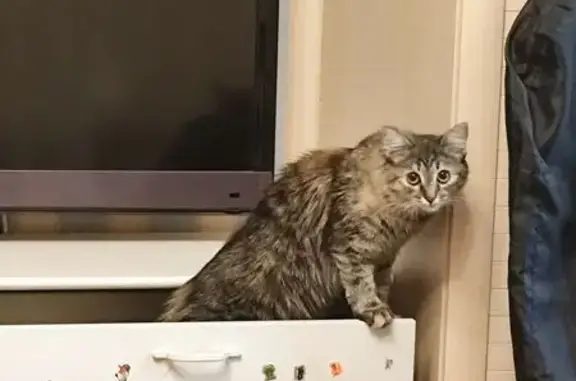 Кошки потеряшки, Королёв, фото: Потеряшка кошка, ул. Пятницкого, 15А, Королёв