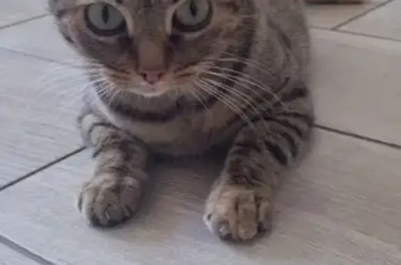 Найдена кошка, Виллозское городское поселение, фото: Кошка найдена на ул. Сименса, Виллозское