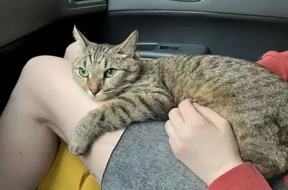 Кошки потеряшки, Московская область, фото: Потеряшка кошка, СНТ Горенки, Пушкинский р-н