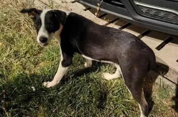 Найдена собака, , фото: Найдена собака, ул. Авиаторов, 1, Кача