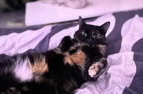 Объявления о пропавших и найденных животных, Тобольск, фото: Пропала кошка, ул. Горького 23, Тобольск